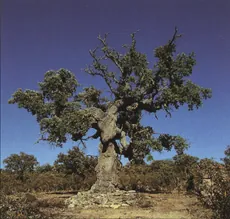 Alcornoque de tronco retorcido bajo un cielo azul
