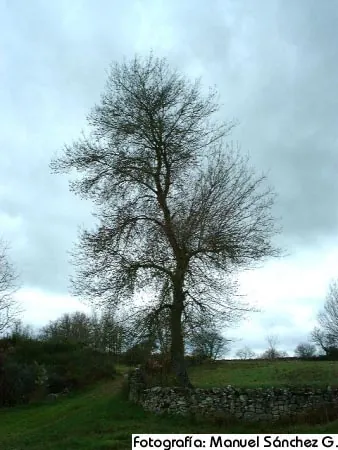 Árbol sin hojas bajo un cielo gris