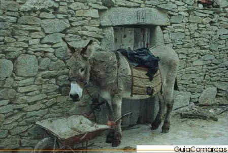 Burro junto a un muro de piedra