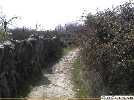 Camino entre muros de piedra y matorral