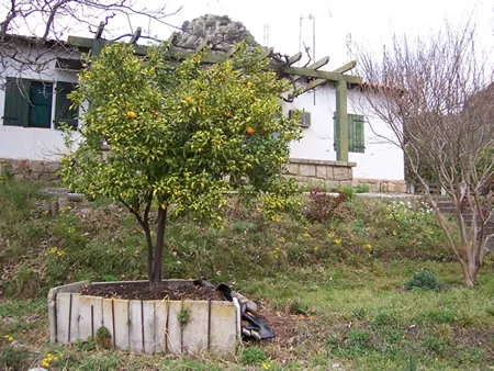 Casa con un naranjo en el jardín