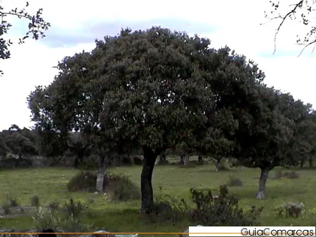 Encina aislada en un prado