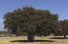 Encina aislada en una dehesa