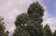 Enebros con el cielo nublado al fondo
