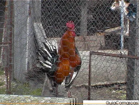 Gallo de plumaje rojizo en un corral