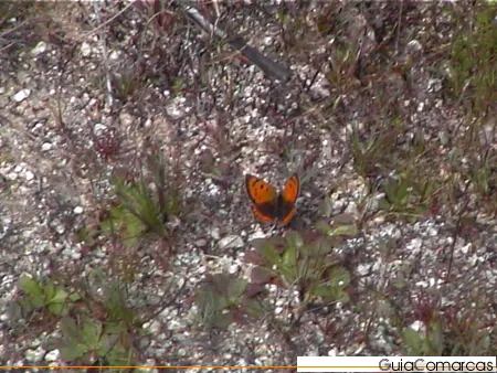 Matorral con florecillas y un pequeño insecto naranja
