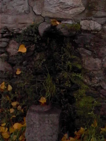 Muro de piedra cubierto de musgo