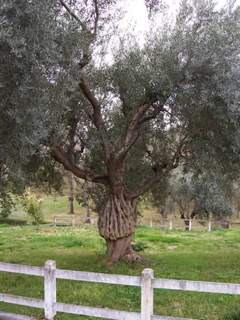 Olivo junto a una valla blanca