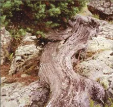 Raíz retorcida de un árbol sobre las rocas, en la ruta Cozcurrita-Peña del Águila