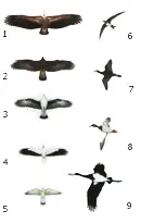 Siluetas numeradas de aves en vuelo, entre ellas buitre leonado y cigüeña negra