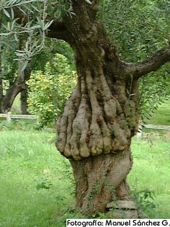 Tronco retorcido de un olivo